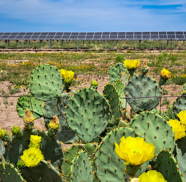 Solar Panels Behind Cacti