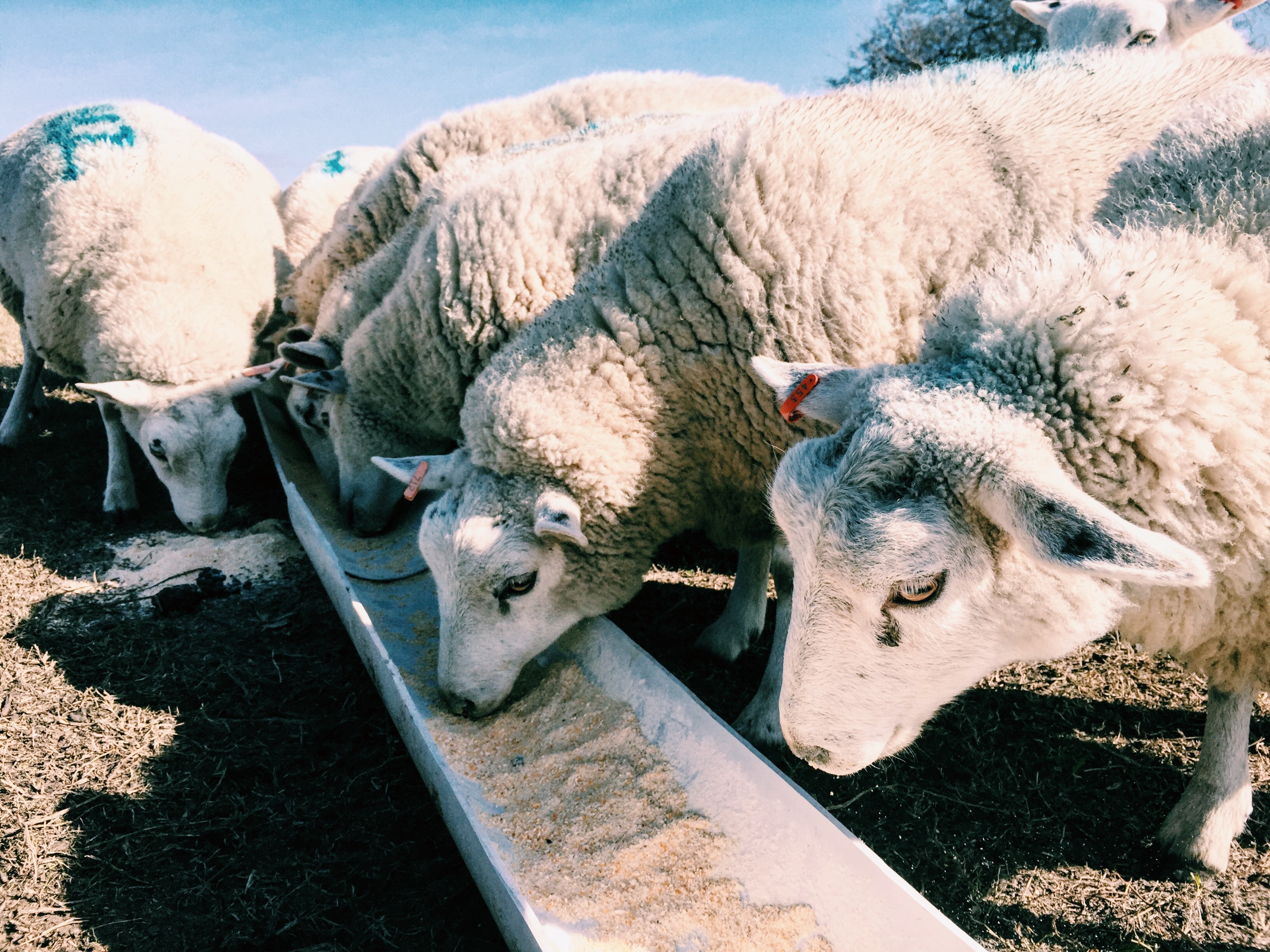 Ягненок не ест. Антибиотики в животноводстве. Сельскохозяйственные животные. Сельскохозяйственные животные овцы. Что едят овцы.
