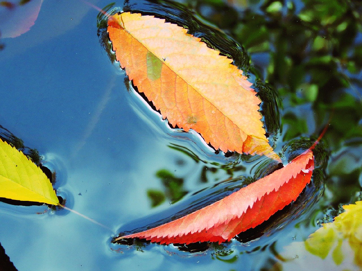 Leaves floating in a river