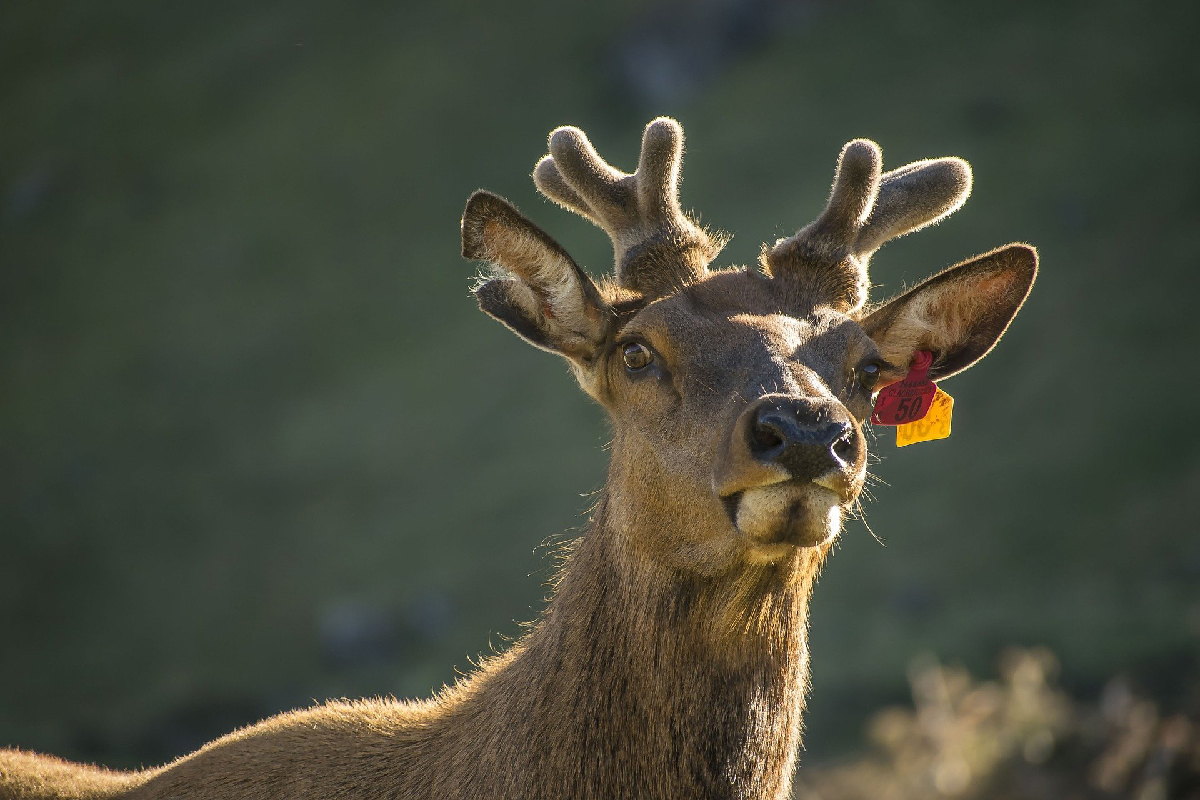 A reindeer with a red and yellow tag in its ear looking into the distance