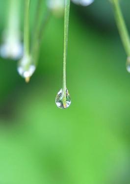 Water droplet hanging off of a green plant