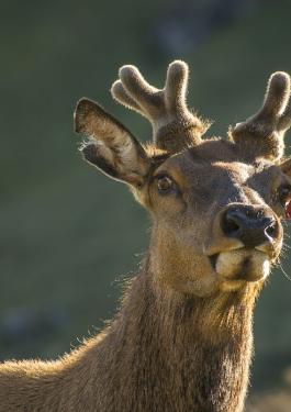 A reindeer with a red and yellow tag in its ear looking into the distance