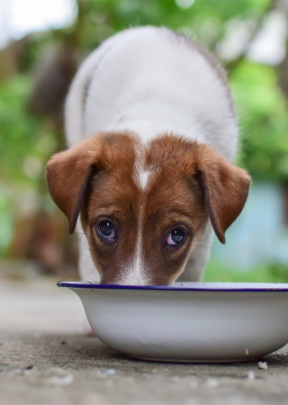 Dog Eating Pet Food