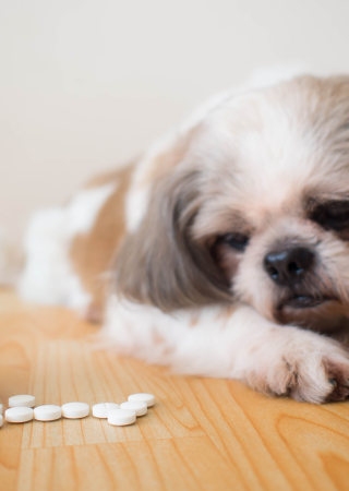 Veterinary Hospital Treating Dog with Pills