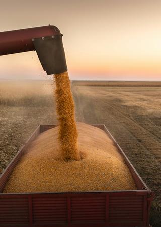 grain harvesting